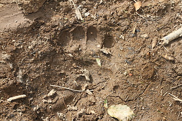 Image showing wild brown bear footprint in mud