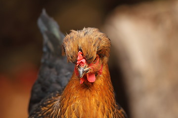 Image showing funny portrait of a hen