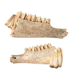Image showing cervus elaphus mandible on white