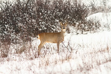 Image showing roe deer doe looking at the camera