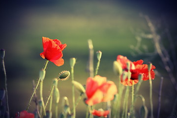 Image showing vintage image of wild poppies