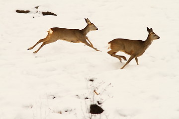 Image showing roe deers running in snow