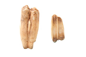 Image showing wild boar molars over white