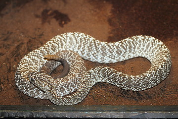 Image showing crotalus vegrandis