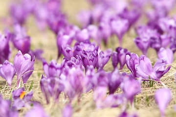 Image showing natural meadow full of crocuses