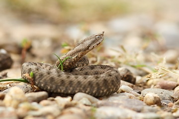 Image showing young horned european viper on ground