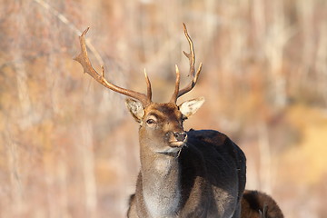 Image showing fallow deer buck coming to the camera