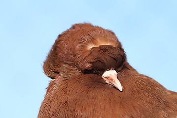 Image showing brown pigeon portrait