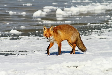 Image showing red fox on frozen water