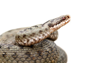 Image showing isolated portrait of common female european adder