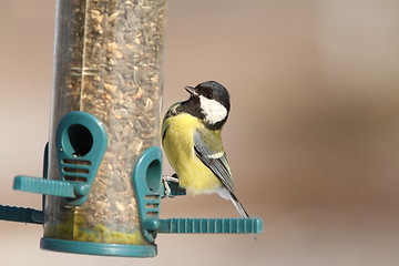 Image showing great tit on sunflower seed feeder