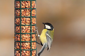 Image showing great tit on peanut feeder