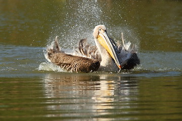 Image showing great pelican playing on lake