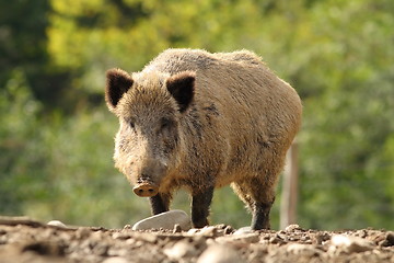 Image showing big wild boar in a glade