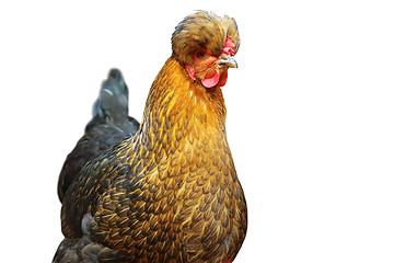 Image showing isolated portrait of tufted hen