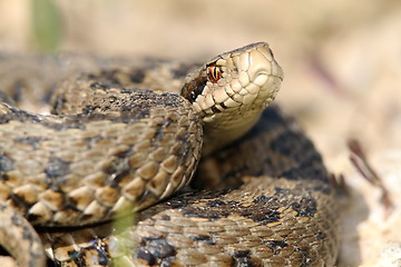 Image showing close up of meadow viper