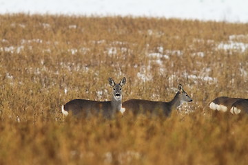 Image showing roe deers in faded winter field