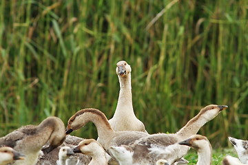 Image showing flock of domestic geese