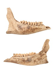 Image showing red deer doe isolated mandible