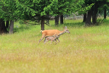 Image showing red deer doe with calf