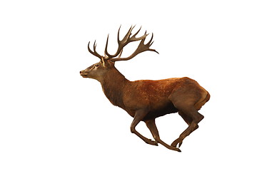 Image showing isolated red deer running