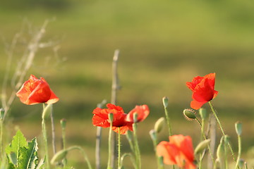 Image showing wild colorful poppies