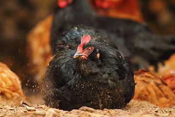 Image showing black hen foraging for food