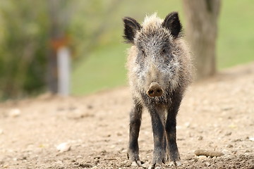 Image showing juvenile wild boar