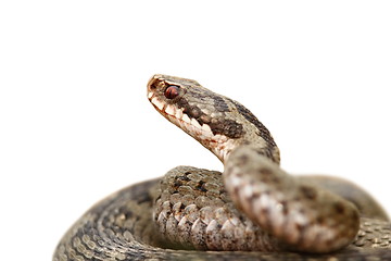 Image showing closeup of vipera berus over white