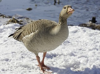 Image showing Greylag goose