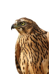 Image showing isolated portrait of  eurasian sparrowhawk