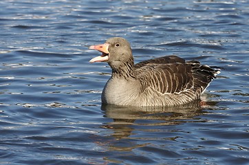 Image showing Greylag Goose.