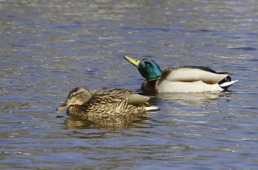 Image showing Mallard