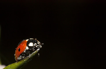 Image showing lady bug