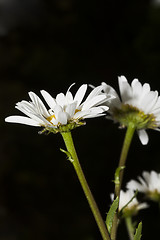 Image showing daisies