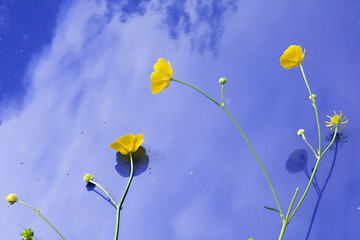 Image showing buttercups