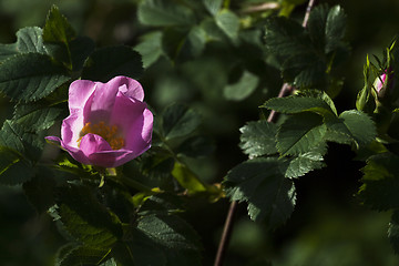 Image showing pink rose