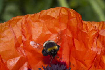 Image showing bumble bee 