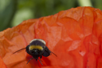 Image showing flying bumble bee 