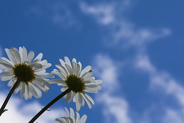 Image showing daisies against a blue sky