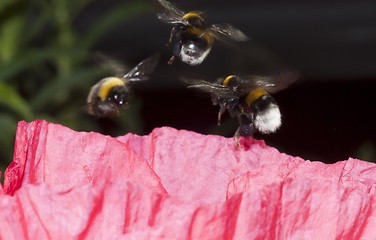 Image showing hovering bumbles