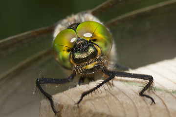 Image showing dragon fly