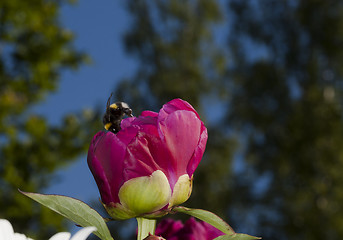 Image showing bumblebee and peaony