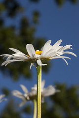 Image showing daisy against a blue sky