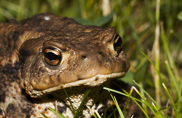 Image showing toad