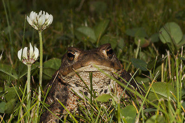 Image showing toad