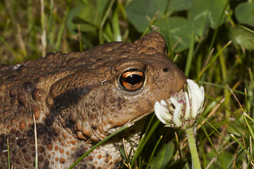Image showing toad and flower