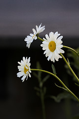 Image showing daisies