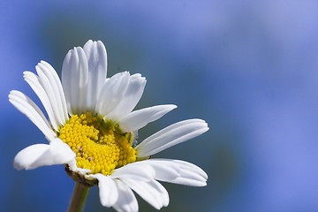 Image showing daisy