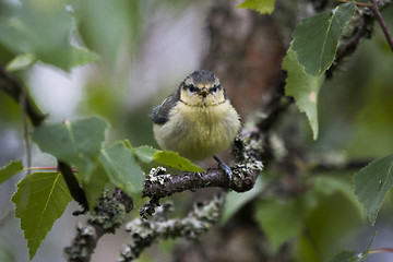 Image showing blue tit youngster